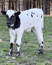 Bull Calf