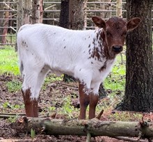 Heifer Calf