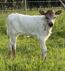 Heifer Calf
