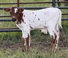 Bull Calf